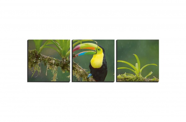 Pack Tucan - Imagen 5
