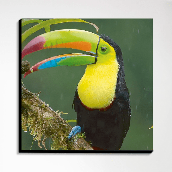 Pack Tucan - Imagen 3
